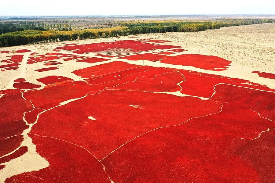 甘肃人爱吃盐,甘肃人喜欢吃辣吗