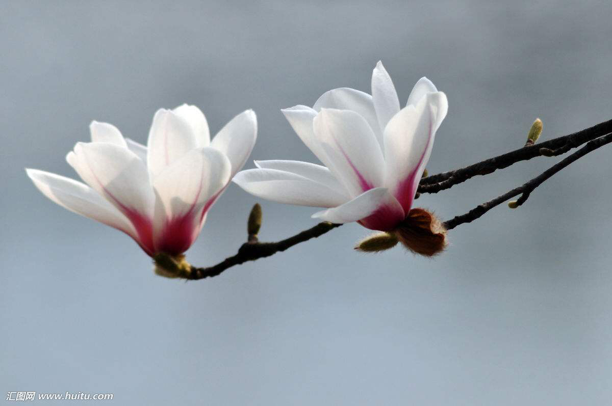 中药材种植基地,中药材玉羊
