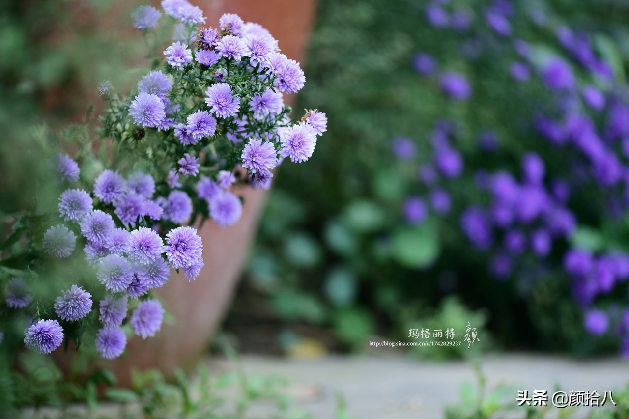 扶不起的绿植,扶不起的绿植视频