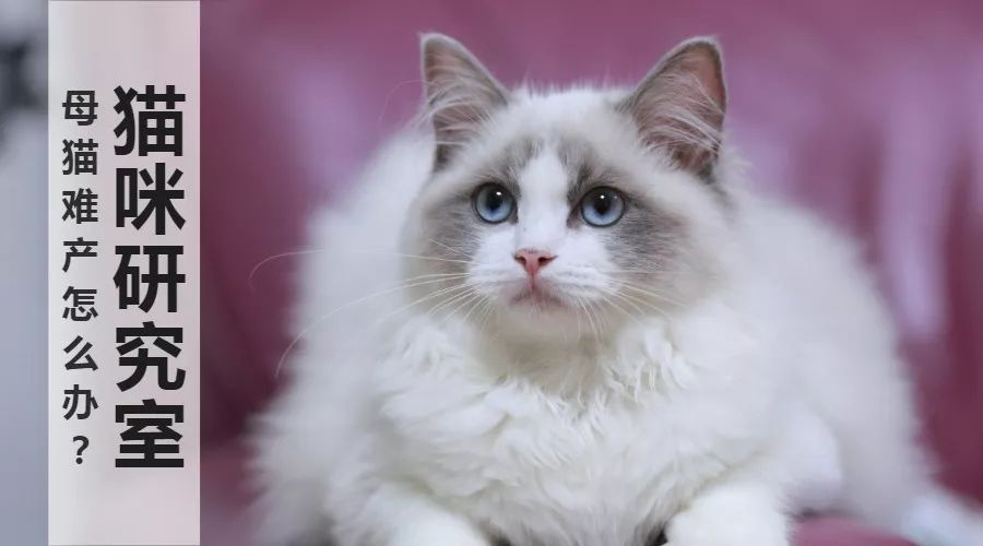 母猫难产奄奄一息,矮脚母猫容易难产