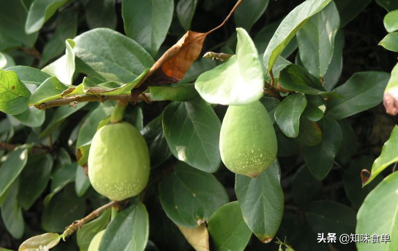 食单丨手工冰粉制作丨最全冰粉制作指南，天然*物冰植**粉大比拼