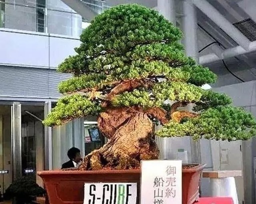 世界十大罕见花卉,世界名贵花卉高清大图