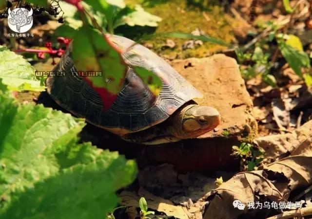 黄缘闭壳龟全集,黄缘闭壳龟和黄缘盒龟