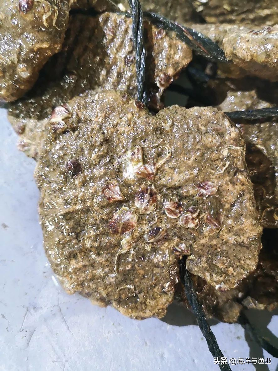 「绿色养殖」*江阳**天博水产：绿色育苗，让“蚝宝宝”吃饱喝好