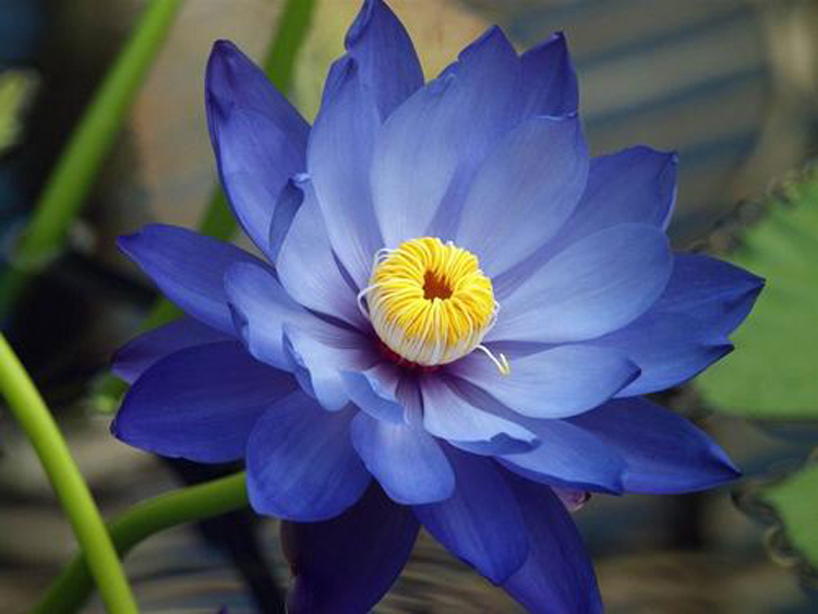 摄影微距技巧,花卉微距摄影技巧