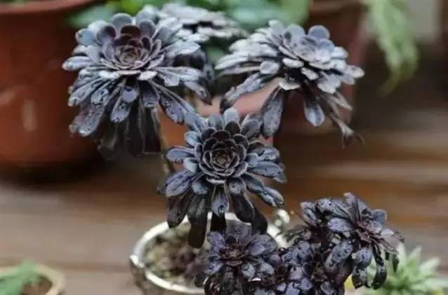 黑法师怎么养肥,如何养护黑法师