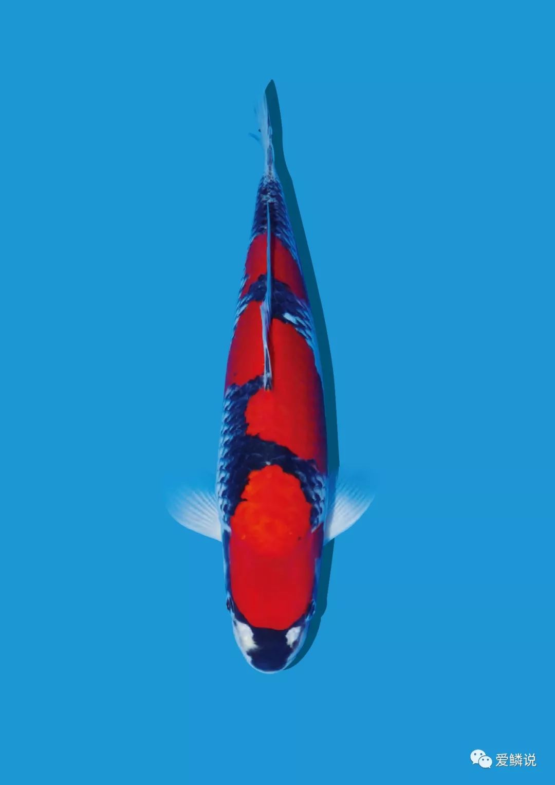 锦鲤趴缸缩鳍平躺怎么回事,锦鲤老是侧游是什么原因