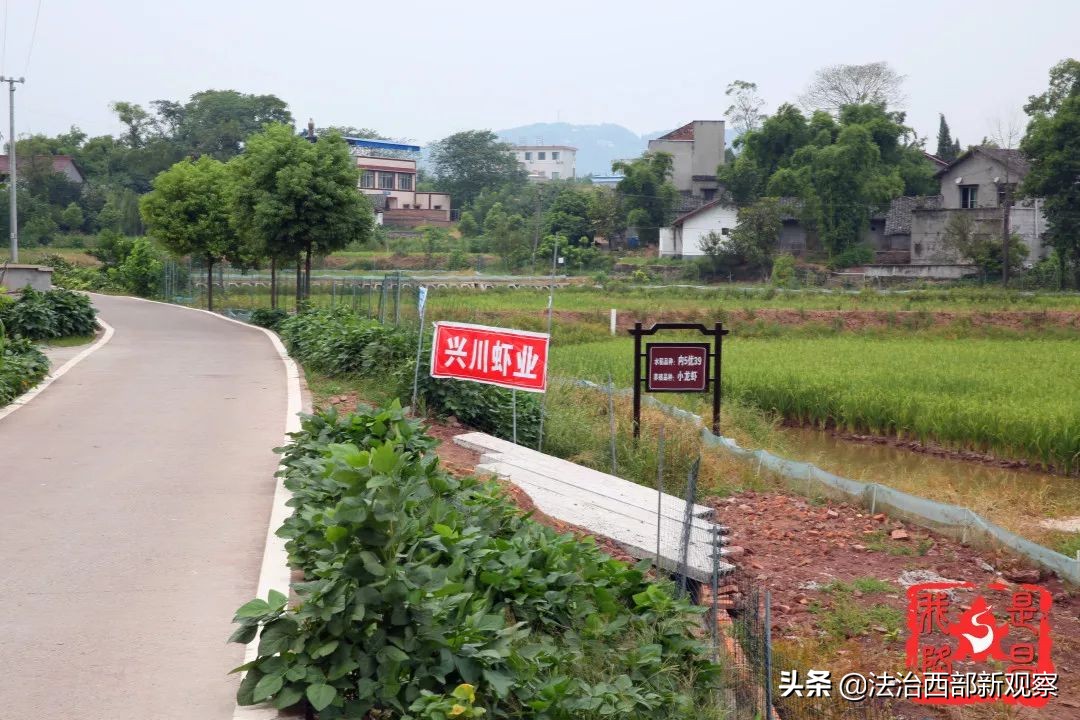 稻花香生态养殖,稻花香种植家庭农场