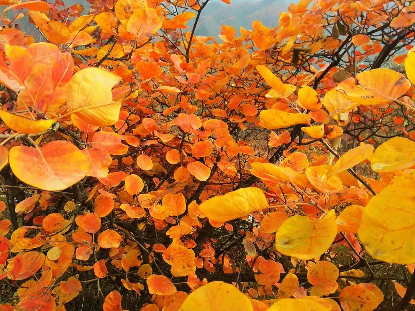 房山药王谷门票,房山药王谷风景区