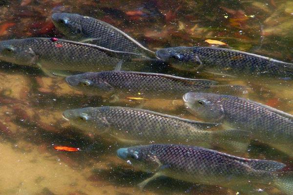 池塘养鲤鱼高产技术,最新鲤鱼养殖技术