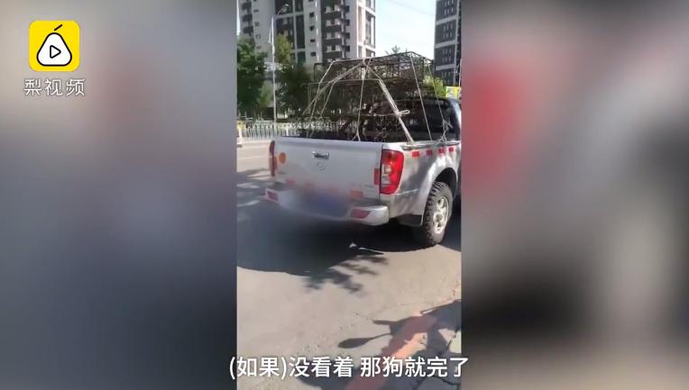 沈阳男女当街扑杀流浪狗,沈阳一男女当街抓狗