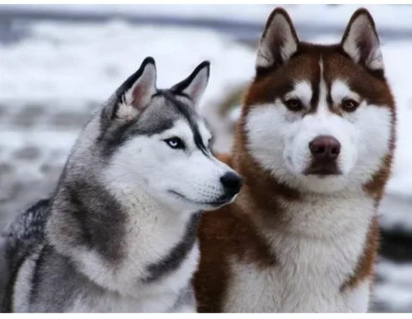 俄罗斯名犬中亚牧羊犬,俄罗斯纯种西伯利亚雪橇犬