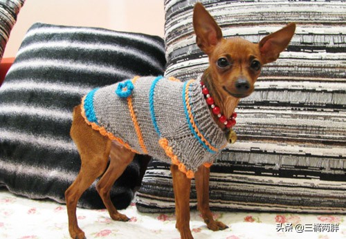 小鹿犬幼犬拉的什么便便,小鹿犬得细小怎么办