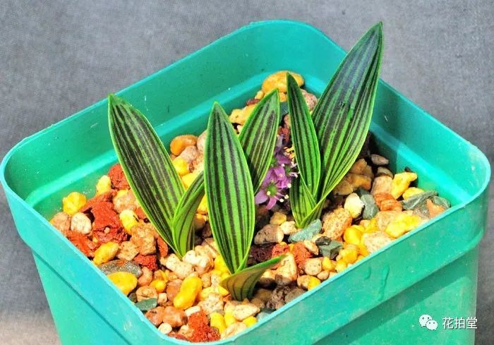 日本山野草缟缦穗，形态小巧可爱，花*诱色**人，好养易活！