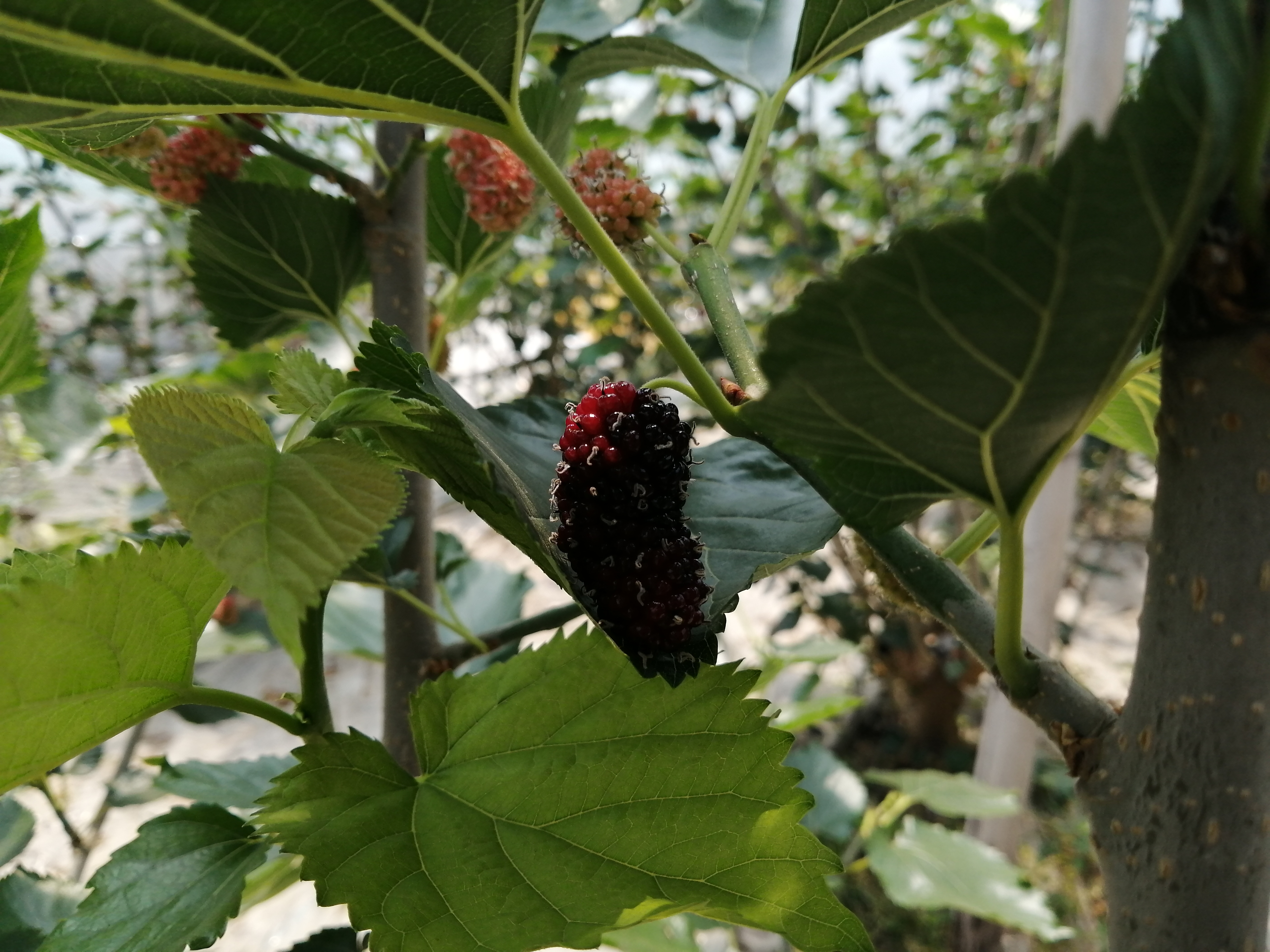 药食同源第三代水果,药食同源水果目录