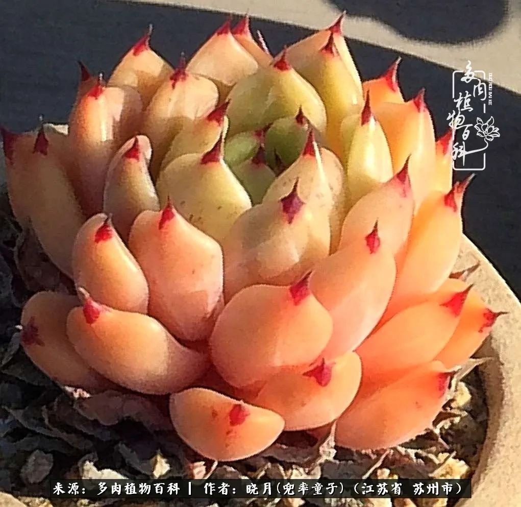 六年时间环游22个国家,却被多肉小萌物征服