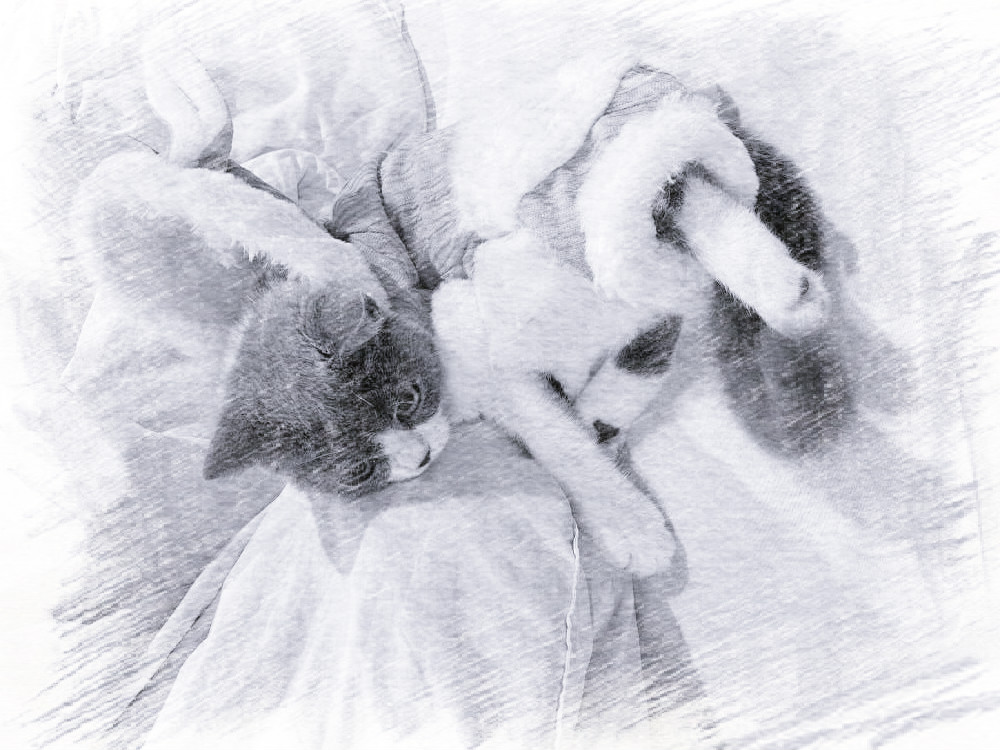 在网上买的小猫咪靠谱吗,在网上买只小猫咪靠谱吗