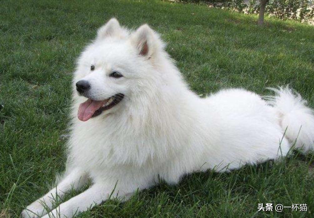 小狗被救已经奄奄一息,垃圾桶死掉的小狗