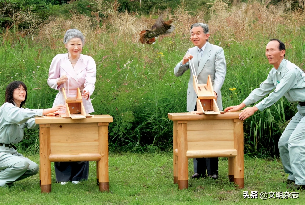 菊花王朝盛衰记,菊花王朝故事