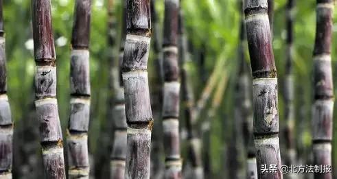 比毒蛇还毒100倍的食物,比毒蛇还毒清明前后切忌别吃