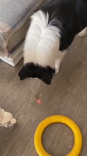 边牧智商第一为什么不做警犬,边牧那么聪明为啥当不了警犬