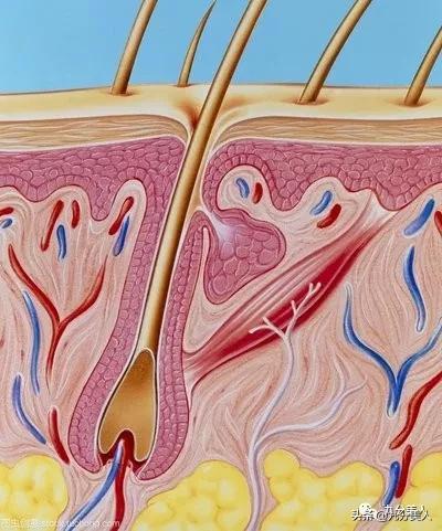 脸上毛孔粗大不可逆怎么办,毛孔粗大真的不可逆了吗