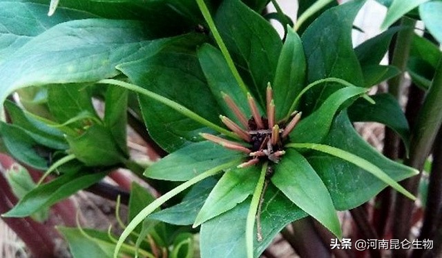 重楼根腐病最有效的防治方法,重楼烂叶病和烂杆病要用什么药