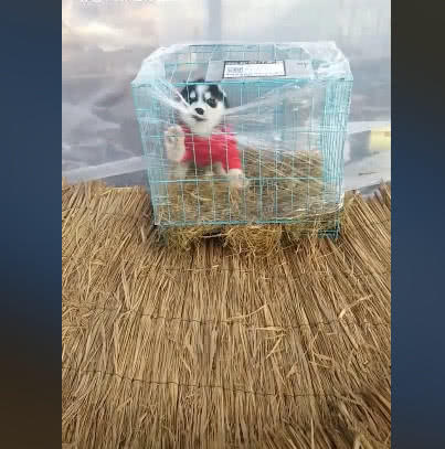 网购哈士奇到家视频,男子网购一只哈士奇打开包裹一看