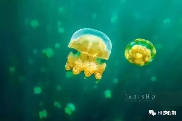 帕劳为什么对中国免签,帕劳海岛免签条件