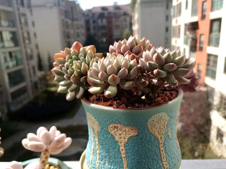 冬日暖阳邂逅最美的多肉,冬日暖阳和多肉暖了我的心