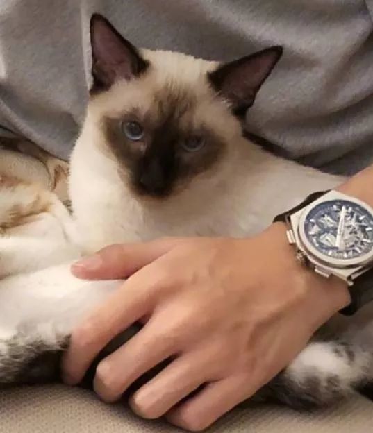 哪些明星养猫最好养,盘点明星们养的宠物