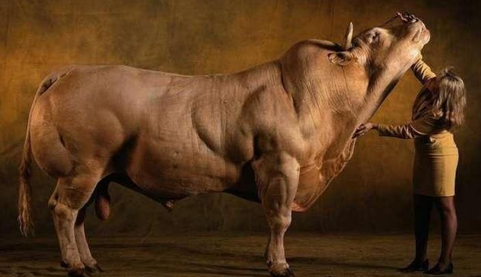 比利时肌肉牛：人类改造的畸形产物，这样的牛肉，敢吃吗？
