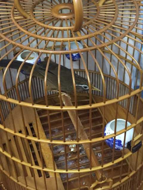 画眉鸟咬尾怎么治,画眉鸟受惊吓咬尾怎么办