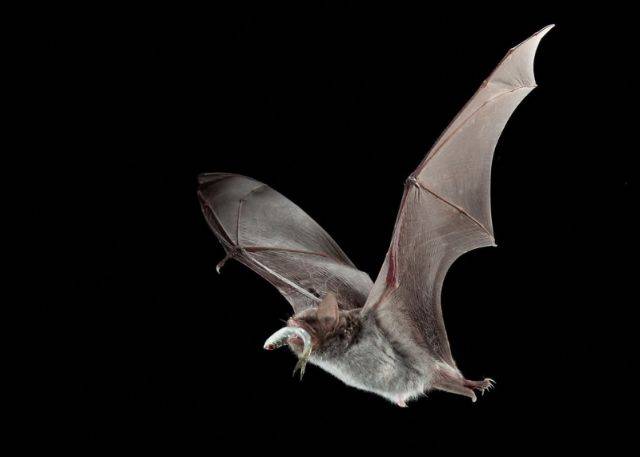 蝙蝠都吃什么水果,蝙蝠捕鱼