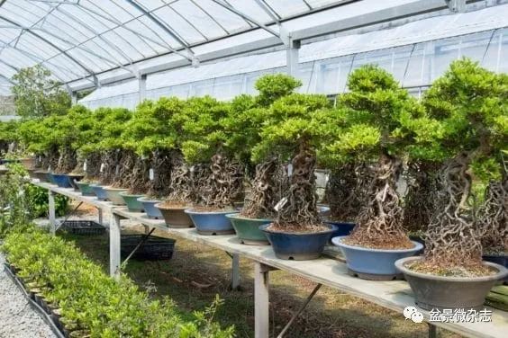 开盆景园是否赚钱,开一个盆景店赚钱吗现在