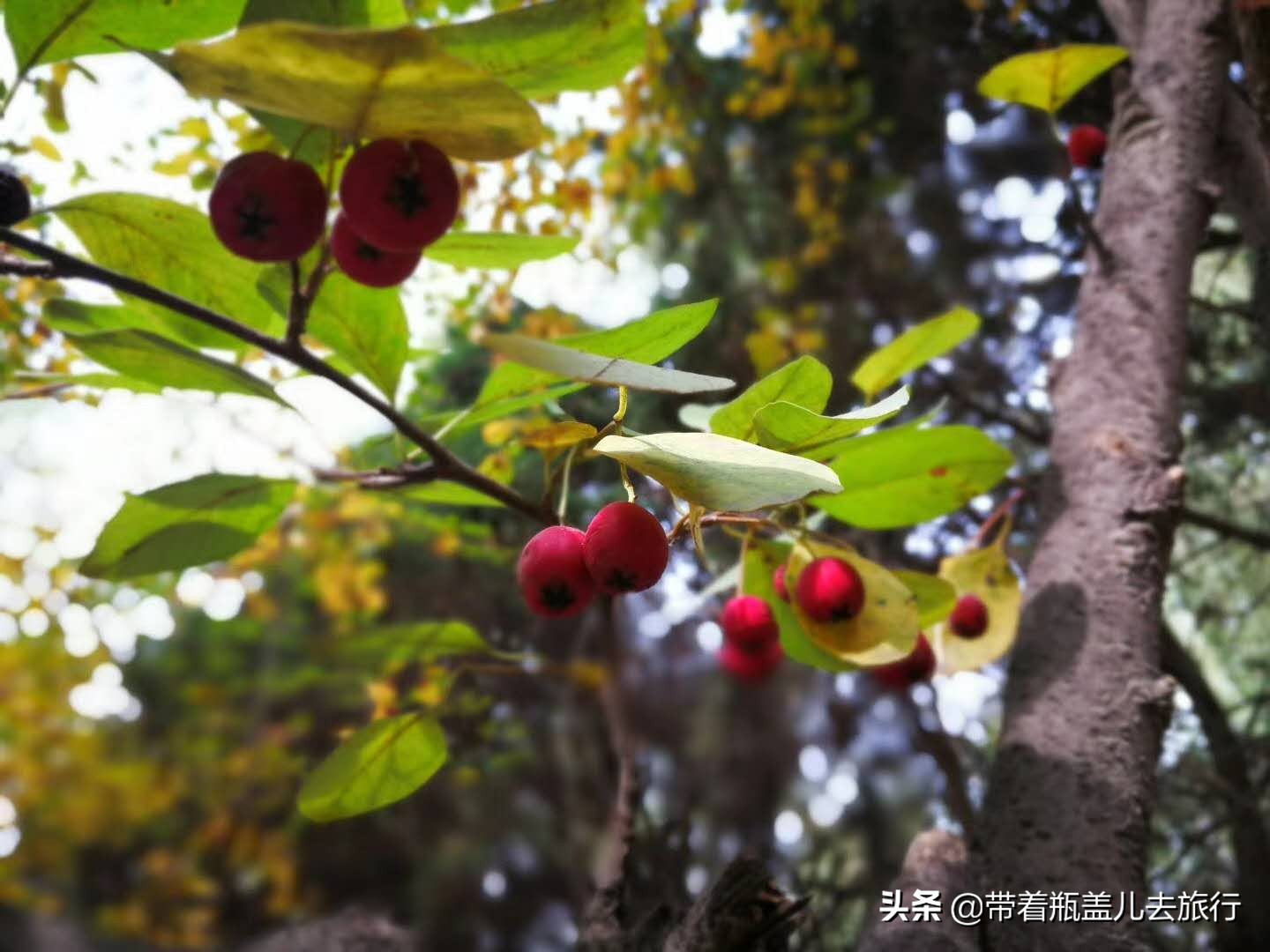 兰州大学校园游,兰州旅游攻略兰州大学