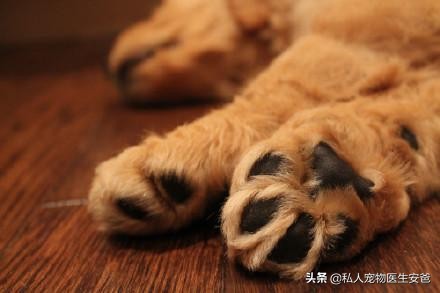 安爸告诉您如何保护狗狗的牙齿,安爸教你为什么狗狗身上会有黑斑