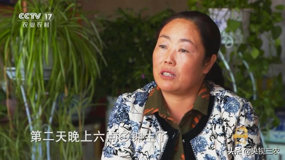 荒漠变绿洲不怕苦也不认命,荒漠变绿洲24年种下300万棵树