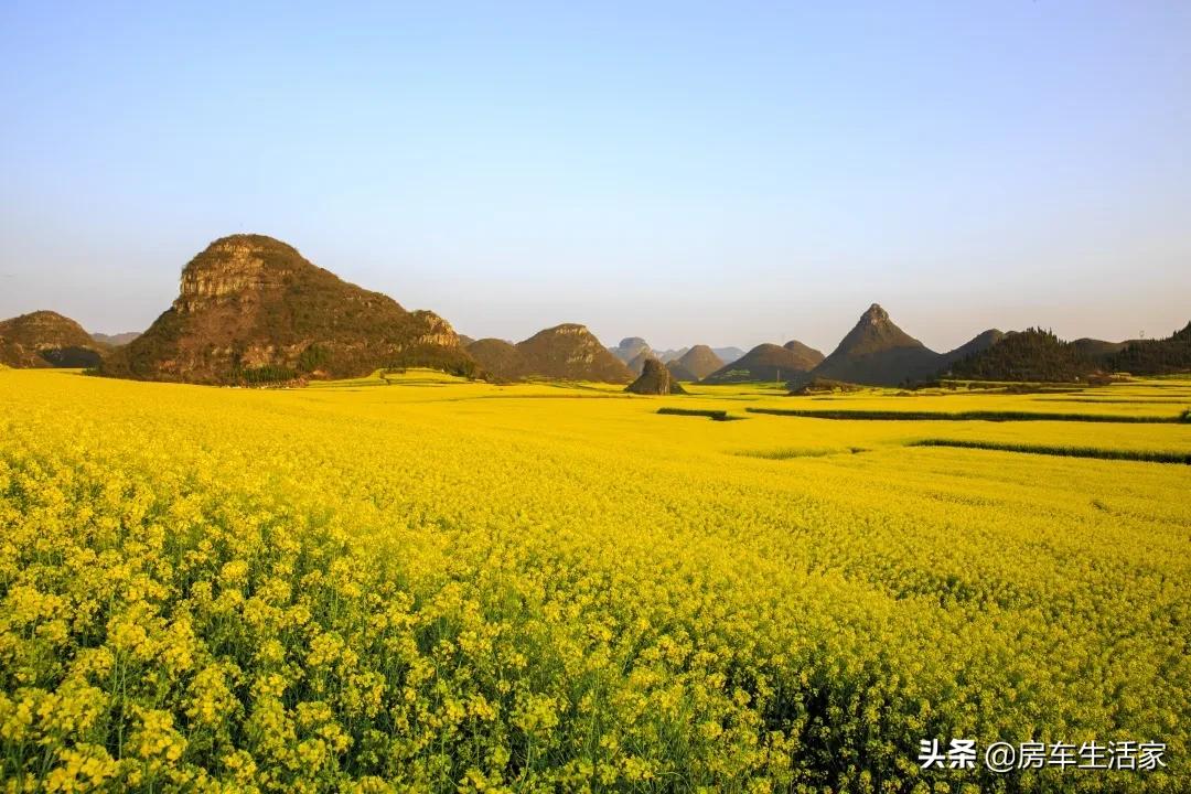 金黄的油菜花让你留连忘返,春季打卡好地方油菜花开醉游人
