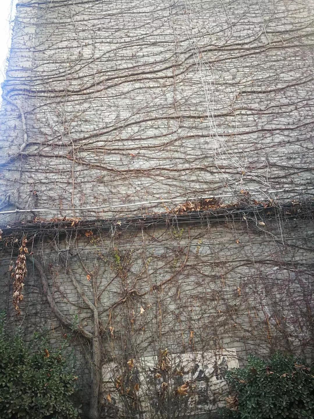 爬山虎的图片,爬山虎有毒吗