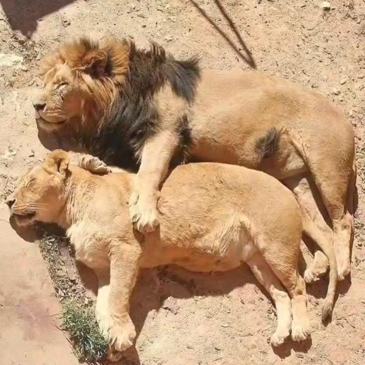 猫咪胀气和猫传腹有什么区别,猫咪肥胖还会有原始袋么