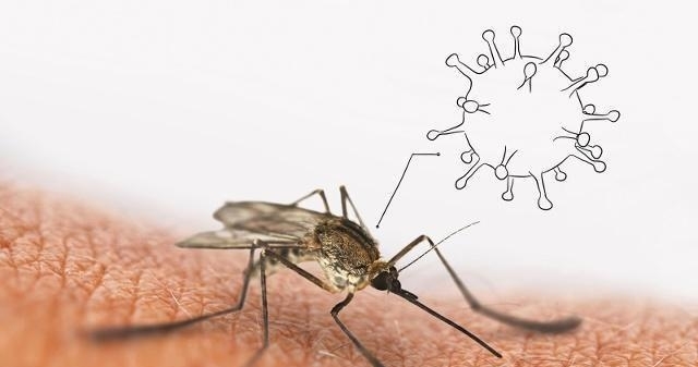 蚊子吸蚊体质怎么消除,易招蚊子体质怎么防蚊