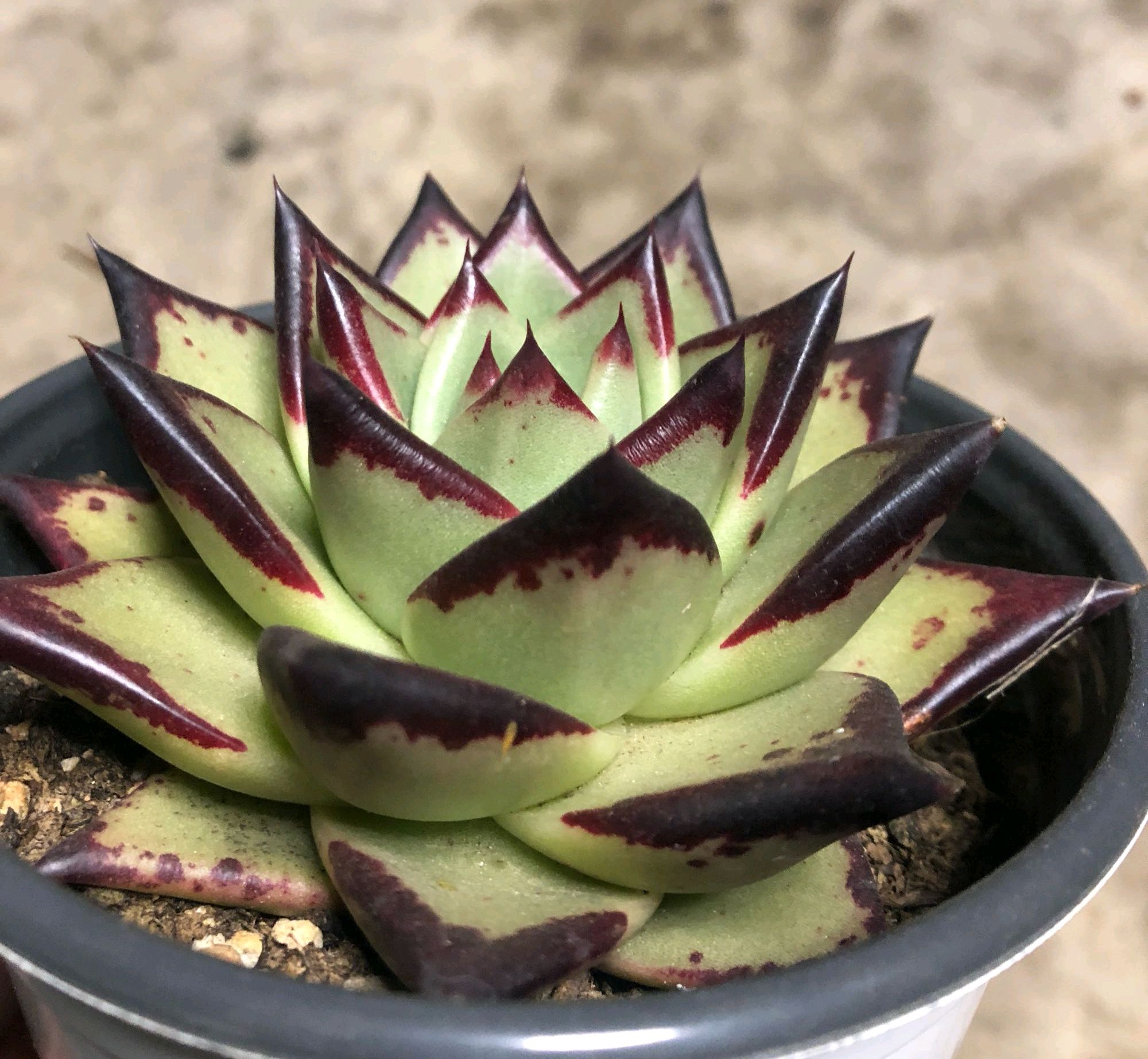 多肉长侧芽会不会影响长势？需要去掉还是养成多肉群