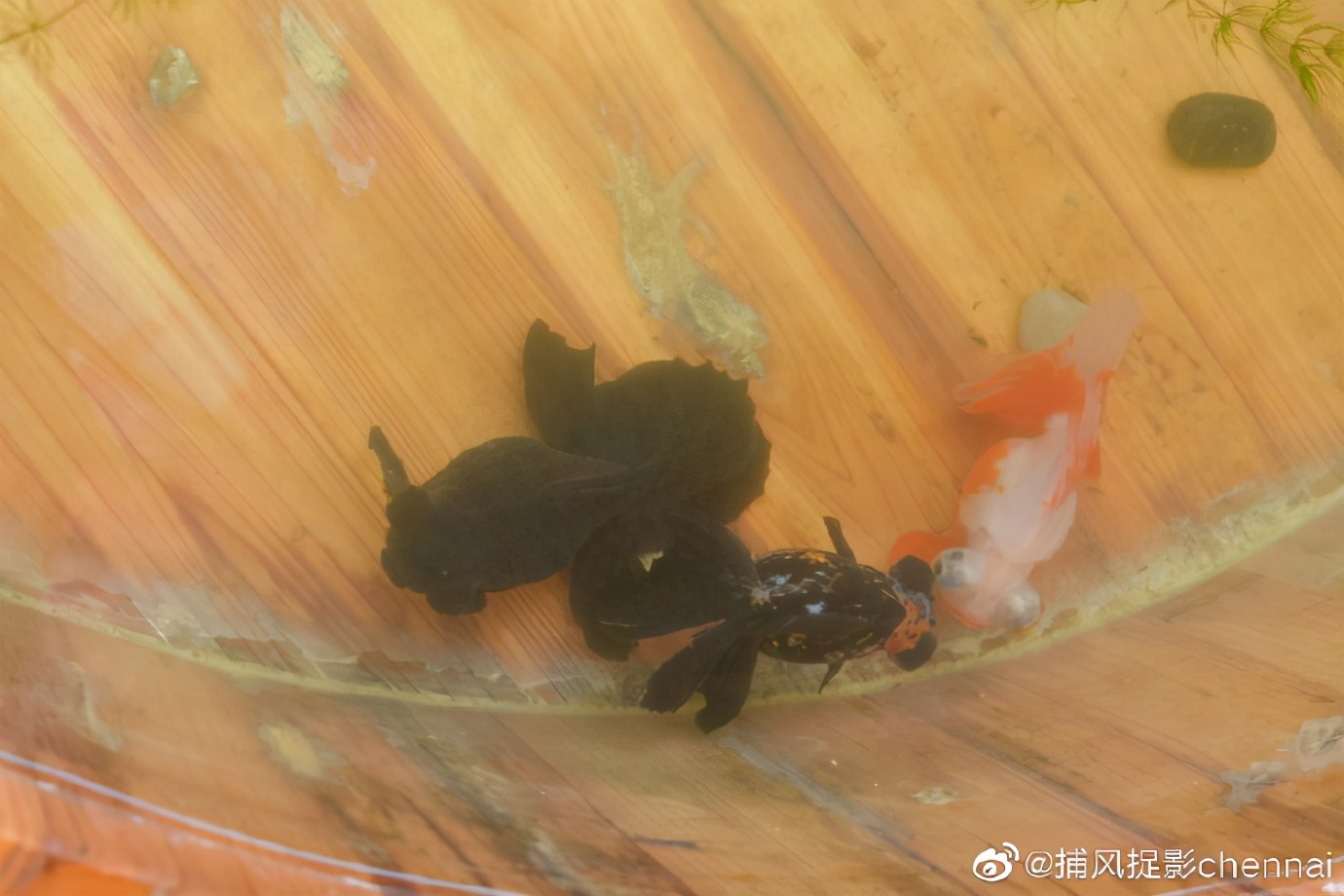 金鱼展和金鱼题材*物文**展