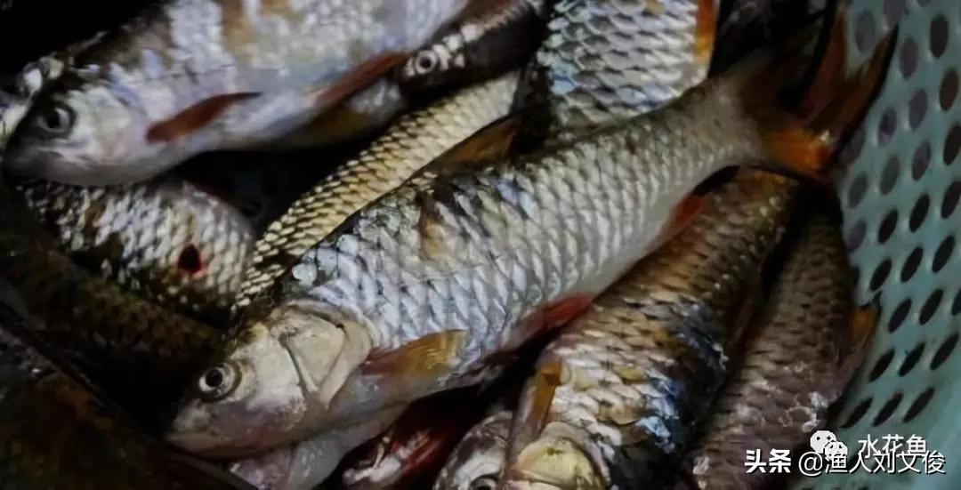 鱼体表粘液增多是怎么回事,鱼粘液起什么作用