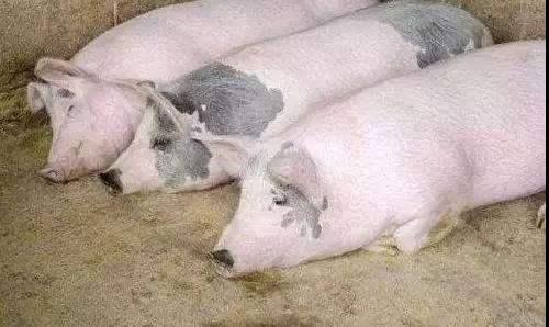 母猪流产后怎么处理,母猪流产怎么回事