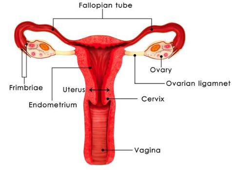 桂枝茯苓丸治疗子宫肌瘤,桂枝茯苓丸治疗子宫肌瘤原理