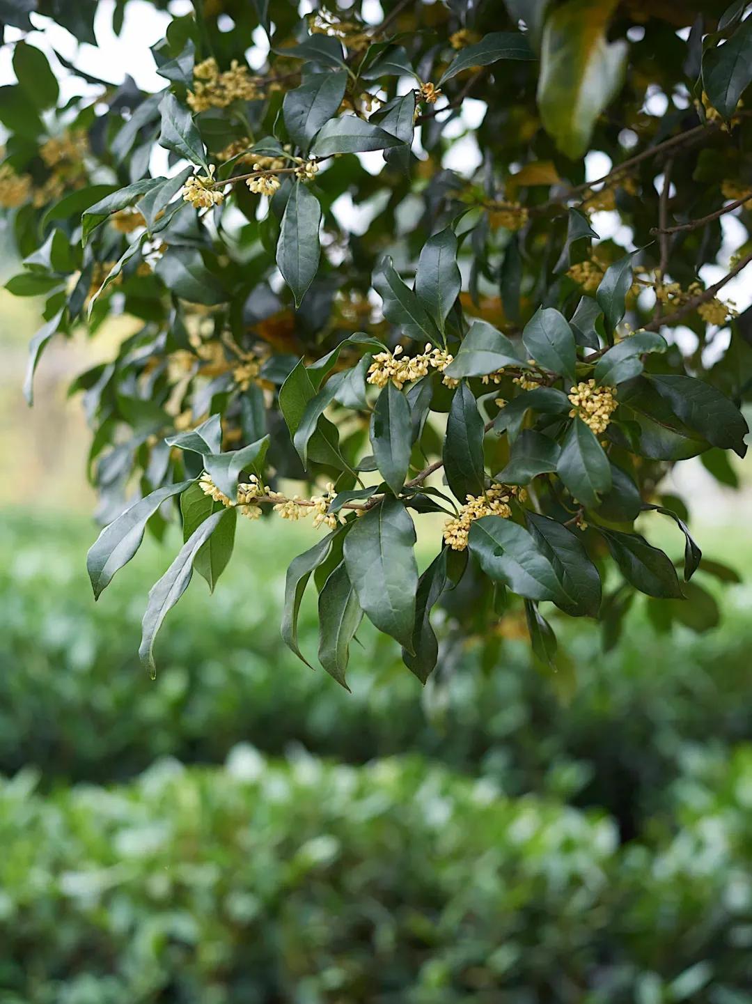 秋天你好吗,秋天你好