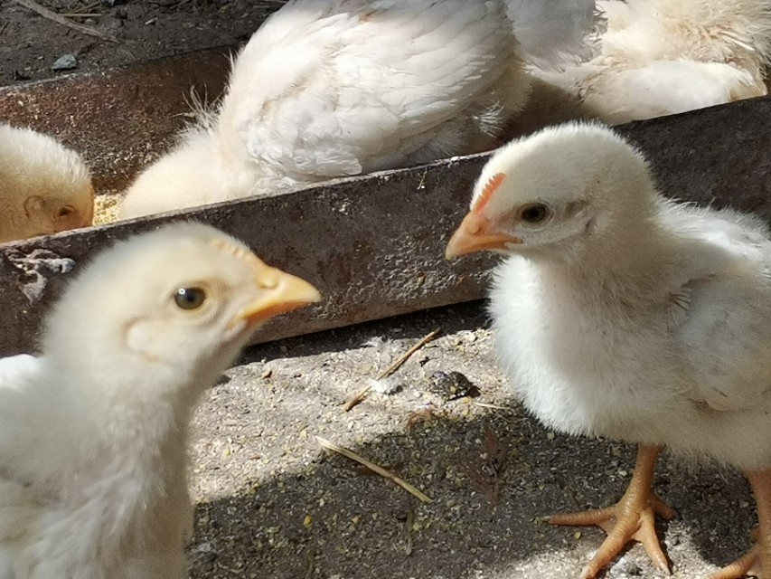 农村土鸡脱温管理,农村新手养鸡注意事项