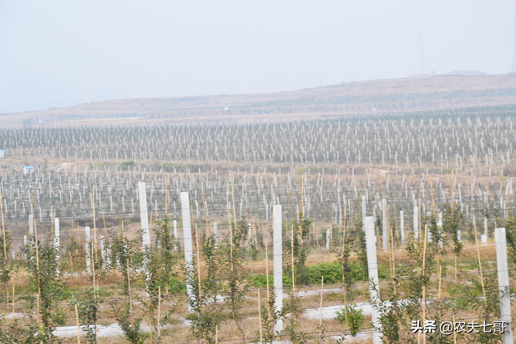 疫情后苹果的销售情况如何,疫情过后苹果销售的影响